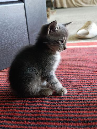 pişik cüt: Tabbi, Yaxşı əllərə — 9