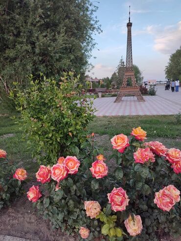 дом село восток: Коттедж, 48 кв. м, 3 бөлмө, Менчик ээси