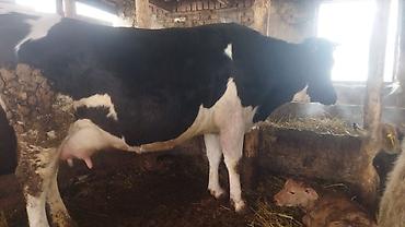 Коровы, быки: Продаю | Корова (самка) | Полукровка | Для молока | Стельные — 1