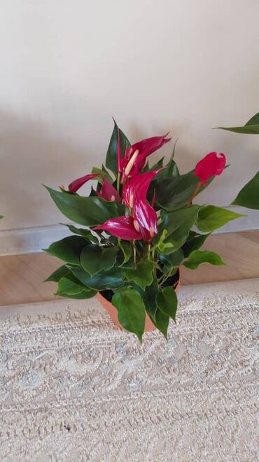 Декоративные цветы: Комнатные цветы — 3