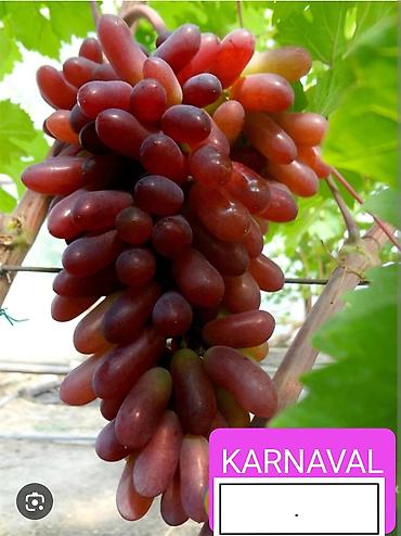 Meyvə və giləmeyvə: Məhsul: Qırmızı/çəhrayı süfrə üzümü (salxım) - Böyük, sıx salxımlar; — 7