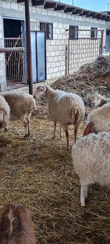 Qoyunlar, qoçlar: 1 qoc 2023 sentyabr heyvanı 100 kq + damazdıg yaxşı sürən — 8