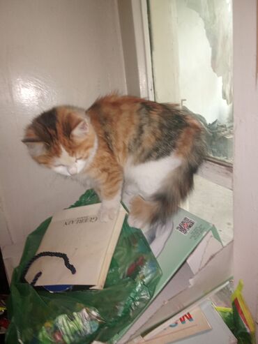 Pişiklər: Şotland balalar biri uzun tüklü balaca qulaq topus baladi üsdündə -da lalafo.az — 3 Pişiklər: Şotland balalar biri uzun tüklü balaca qulaq topus baladi üsdündə — 3