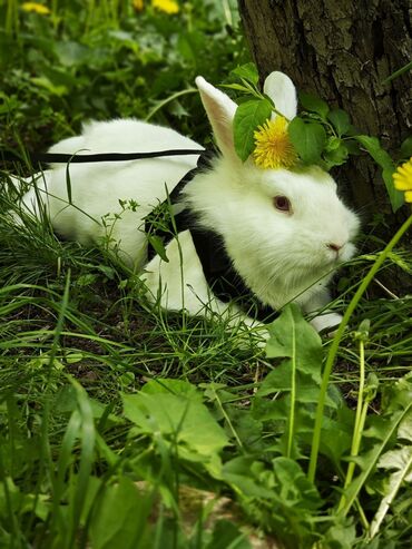 Декоративные кролики: Продаются декоративные кролики, не на откорм! 1) альбинос, львинная