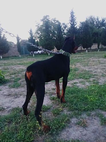 qara toyuq sortu: Doberman, 2 il, Erkək, Peyvəndli, Ödənişli çatdırılma, Ünvandan götürmə — 1