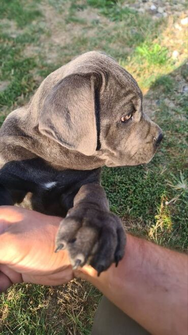 Psi: Prodajemo štence CANE CORSO vhunskog izložbenog kvaliteta sa — 12