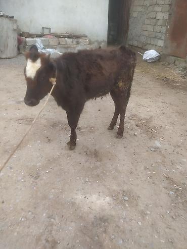 Dana, buzov: Dana, buzov — 2