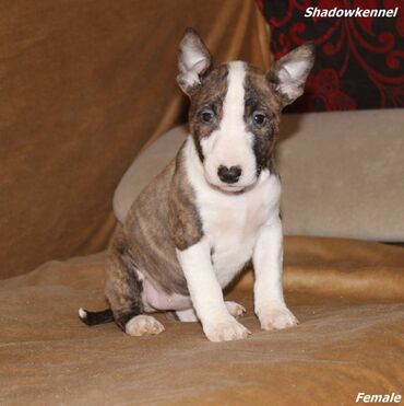 Psi: Stenci Mini Bull terijera, stari dva meseca, Pll, Lad, Lp clear na lalafo.rs — 5 Psi: Stenci Mini Bull terijera, stari dva meseca, Pll, Lad, Lp clear — 5