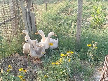 qaz ördek: Bir xoruz 4feredi sağlam heyvanlardi kom satilir — 1