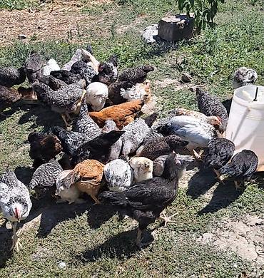 tap az goyercin satisi: 60 ededir kom satilir tam saglam 3 ayliq çolpalardir — 1