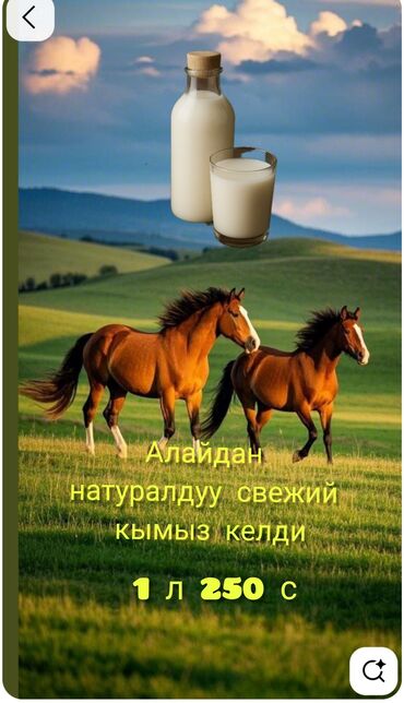 курут ош: Кымыз натуральный, приготовленный по традиционному рецепту. Этот