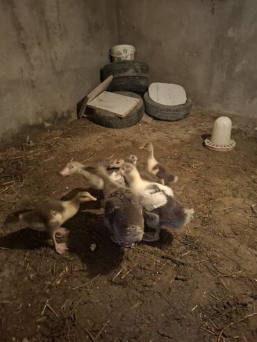Qazlar: Yerli qaz alesi satlir 4 ana qaz 1 erkeg 6 dende balsi 1 ay olar bala — 5