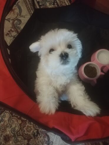 цены на собак: Maltipoo tipli kiçik ölçülü, qar kimi ağ tüklü it balası. Yumşaq və