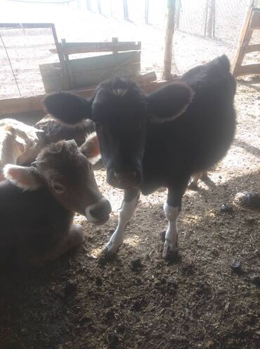 рыбки в аквариум купить: Сатам | Музоо | Бордоп семиртүү үчүн