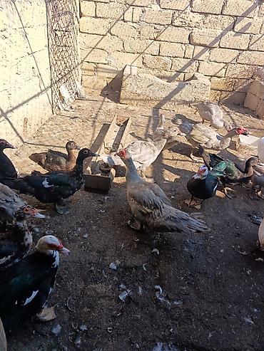 cücə və xoruz təmsil: Muscovy ördəkləri (indo-örtək) – müxtəlif rənglərdə sürü - Növ — 1