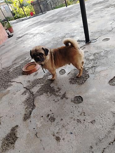 diri quzu qiymeti: Pekines, 8 ay, Erkək, Peyvəndli, Ödənişli çatdırılma — 1
