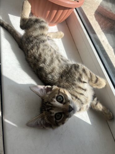 шотланские коты: Кошки 2.5 месяца ласковые игривые ручные гипералергенный к лотку