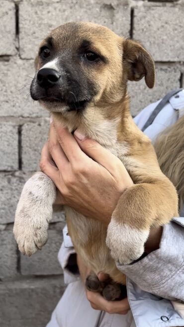 Отдам даром собаку: Собака даром: Дворняжка, 4 месяца, Самка, С прививкой — 4