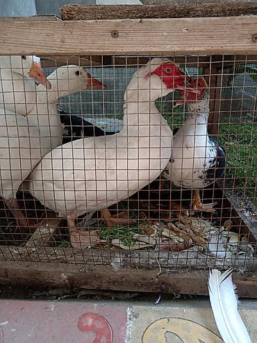 ruan ordek: 4dene yeke erkek lal ördek son qiymet 25manatdan.2eded qaz 30manatdan — 2