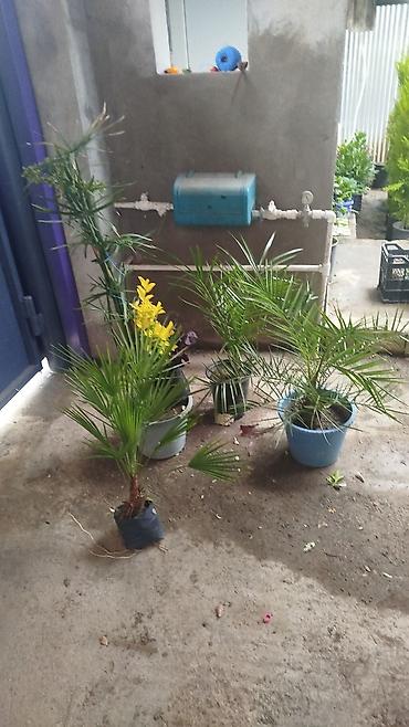 paulownia agaci: 0508987540)ad:Gülər🪴HərnövDekor Gül Ağac Sifarişi Satişi Bütün — 4