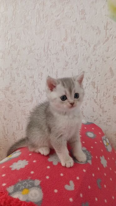 Pişiklər: Şinşilla, Erkək, Dişi, Yaxşı əllərə, Pulsuz çatdırılma — 2