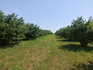 снять дом на 1 день: Hazir bar veren Findiq baqi, Shirvanofkada yerleshir, esas