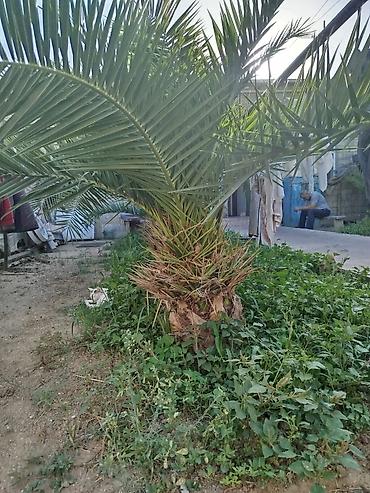 palma gülü: Xurma (xurma xurması) palmaları – peyzaj üçün dekorativ iri kollar — 4