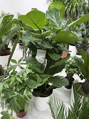 куплю цветы домашние: Комнатные растения в горшках - Бальзамины (Impatiens) — компактные — 5