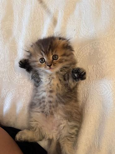 Pişiklər: Şotland — 7