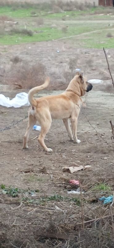 İtlər: Kanqal, 1 il, Erkek, Peyvəndli, Ödənişli çatdırılma — 4