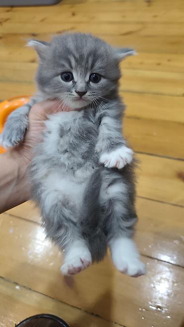 Pişiklər: Yaxşı əllərə — 4