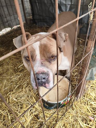 Отдам даром собаку: Собака даром: Бульдог, Более 5 лет, Самец, С прививкой — 2