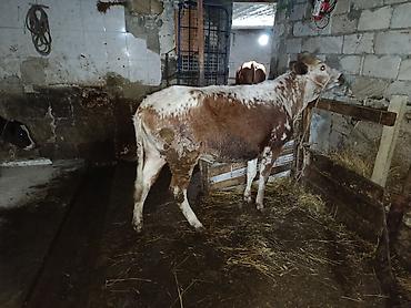 Mal-qara: Dişi, il: 1, 550 kq, Ətlik, Ünvandan götürmə, Ödənişli çatdırılma — 1