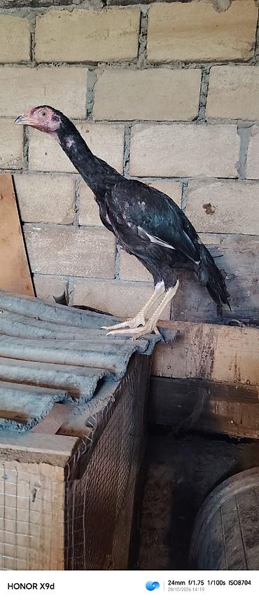 balaca şirin itler: Qara heyratı bece satılır 3 aylıqdı tam sağlam temız qan heyvandı — 1