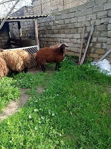 Mal-qara: Erkək, Qala, il: 1, 70 kq, Ətlik, Damazlıq, Ünvandan götürmə — 7