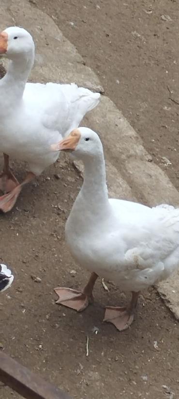 satilik simental inek: 6 aylıq qazlar satılır sağlam ətli qazlardır əlavə məlumat üçün — 2