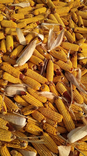 куплю кукурузу в качанах: Куплю кукурузу в початках самовывоз