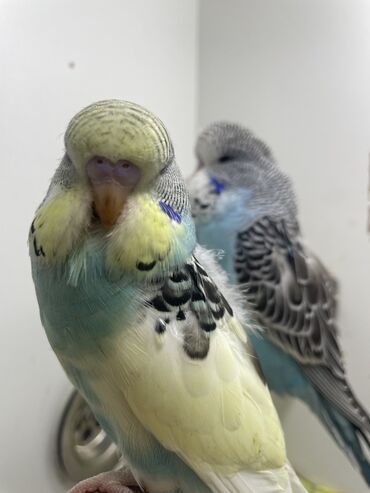 Tutuquşları: Bülbül (dalmatin naxışlı, mavi-ağ rəng çaları) – əhliləşdirilmiş — 12