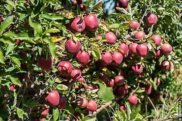 Другие виды семян и саженцев: Продаём саженцы смородины алтайский местный .(обмен есть рассмотрим — 11