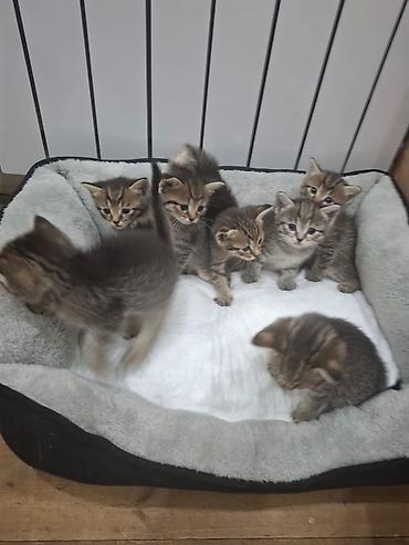 Pişiklər: Britan, Erkək, Dişi — 30