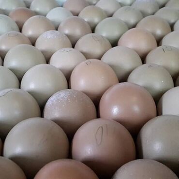 продам голубей: Продаю | Инкубационные яйца | Для разведения, На забой, Несушки