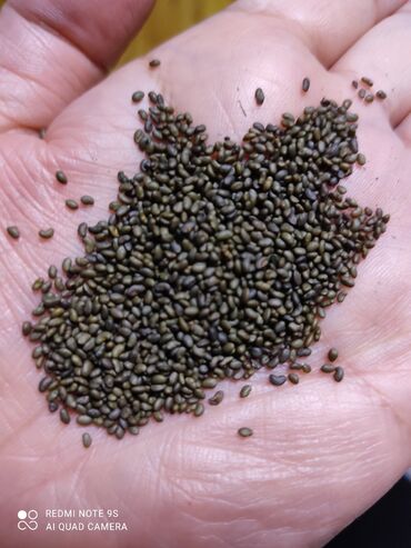 беде урук багира: Продаю семена люцерны,высший сорт,гарантия качества,гарантия всхожести