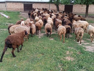 комбикорм для овец: Продаю | Овца (самка) | Полукровка | Для разведения | Матка