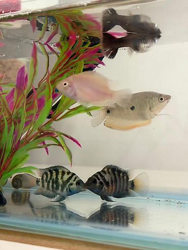 xiaomi akvarium: Cixlid balığı — 1