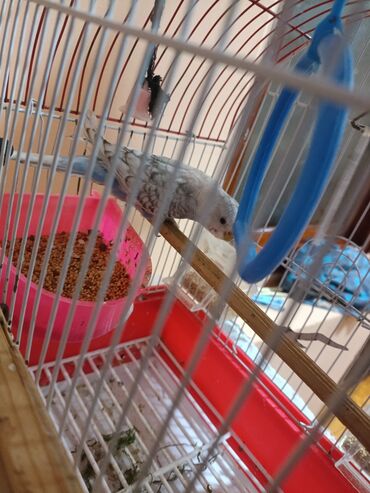 Tutuquşları: 2 popuqaydı dest hamsı bır yerde satıram 60 man — 5