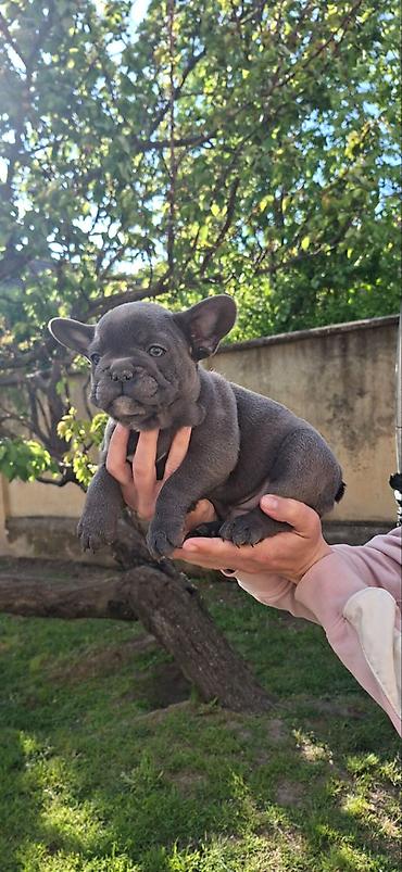 Psi: Francuski buldozi, rodjeni 4.3.2026, sky blue, vakcinisani uskoro — 7