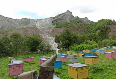 arı ailəsi satışı elanları 2023: Əsasən yerli və həmçinin (karnika, karpat) xarici arı cinslərindən