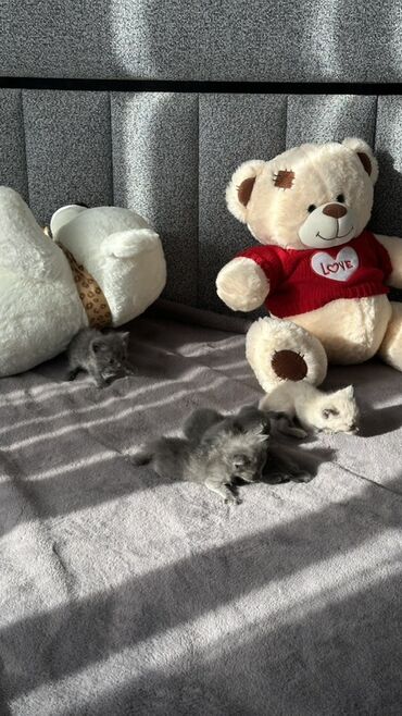 шотландская длинношерстная кошка цена: Продаются котята в хорошие руки 🐾 Возраст: 1,5–2 месяца. Окрас: 	•	4