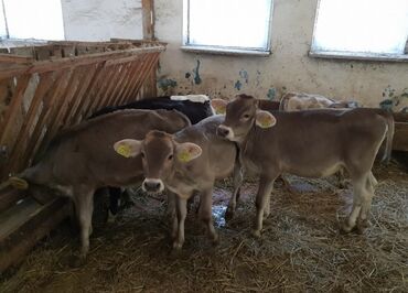 быки кант: Продаю | Корова (самка), Бык (самец), Тёлка