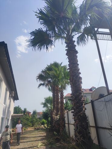 Ağaclar: Vaşinqton palma ağacları bütün ölçülər mövcuddur. 100 fayiz zemanet — 7